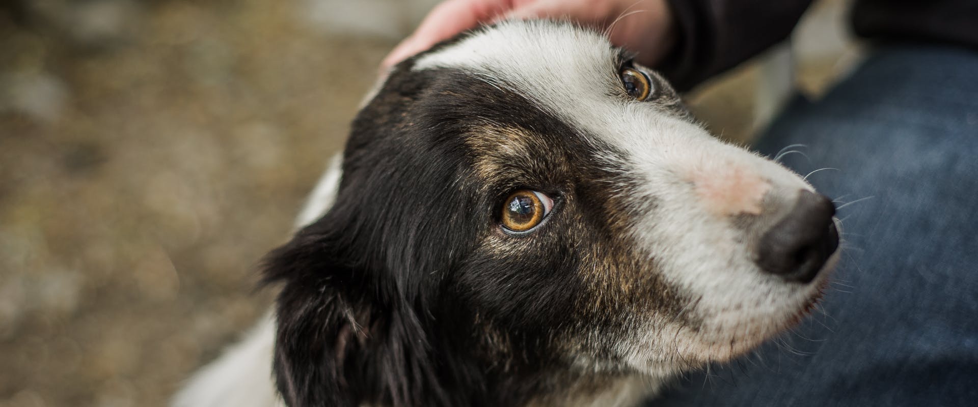 Tips for Training a Rescue Dog TrustedHousesitters